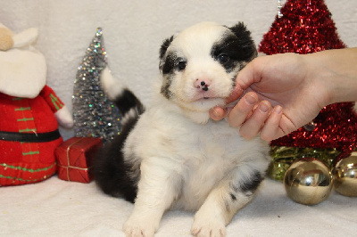 CHIOT male bleu merle collier bleu