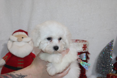 CHIOT male collier marron