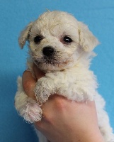 CHIOT mâle bichon frisé