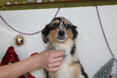 CHIOT femelle bleu merle collier jaune (Vanesse)