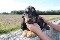 CHIOT cocker male noir et feu collier jaune