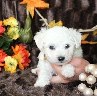 CHIOT male bichon collier marron