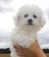 CHIOT femelle collier jaune