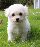 CHIOT femelle bichon frisé collier orange