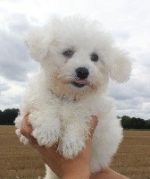 CHIOT male collier marron