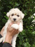 Chiot Femelle bichon frisé