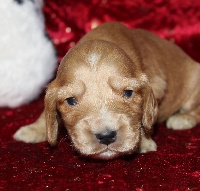 CHIOT cocker anglais male Fauve