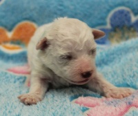 CHIOT male bichon collier bleu