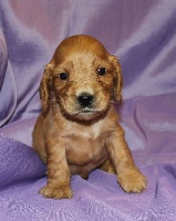 CHIOT cocker anglais male Fauve