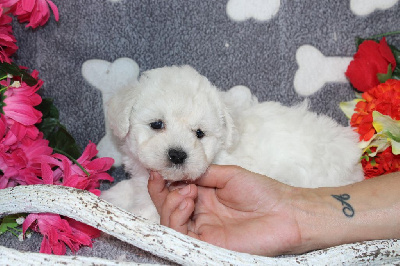 CHIOT femelle collier violet