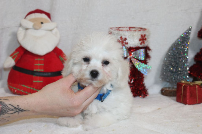 CHIOT male collier bleu foncé