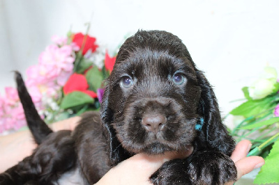 CHIOT male chocolat collier bleu