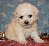 CHIOT bichon femelle collier marron clair