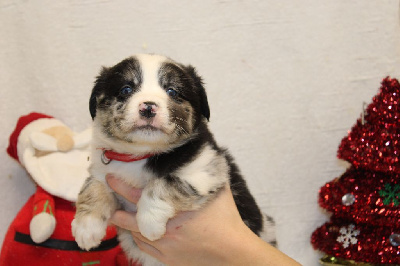 CHIOT  male bleu merle collier rouge