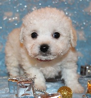 CHIOT male bichon collier rouge