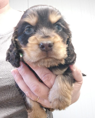 CHIOT femelle chocolat et feu collier vert