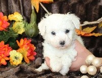 CHIOT male bichon collier bleu