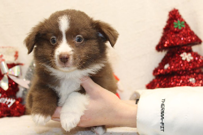 CHIOT male rouge et blanc collier rouge