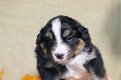 CHIOT femelle noire tricolore