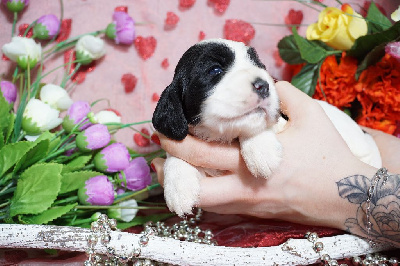 CHIOT cocker blanche et noire collier violet