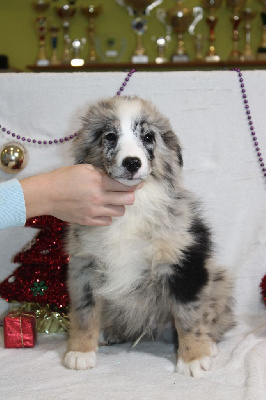 CHIOT male bleu merle collier vert(Vulcain)