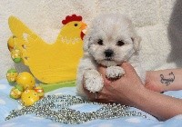 CHIOT male bichon maltais collier bleu