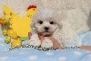 CHIOT male bichon maltais collier rouge (R'Milou)