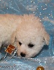 CHIOT male bichon sans collier