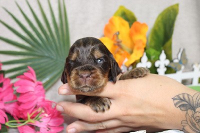 CHIOT male chocolat et feu collier bleu