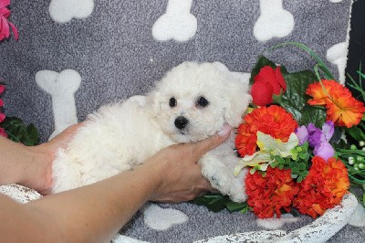 CHIOT male collier marron