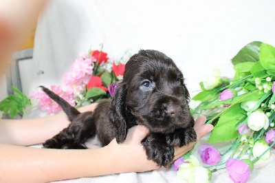 CHIOT male chocolat collier bleu