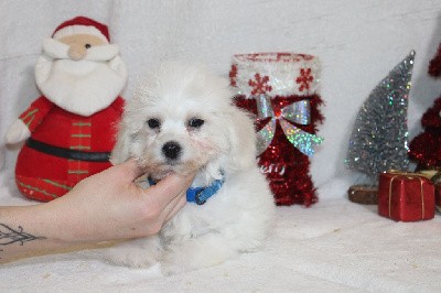 CHIOT male collier bleu foncé