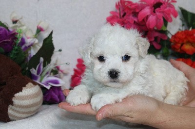 CHIOT male bichon collier bleu