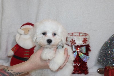 CHIOT male collier marron