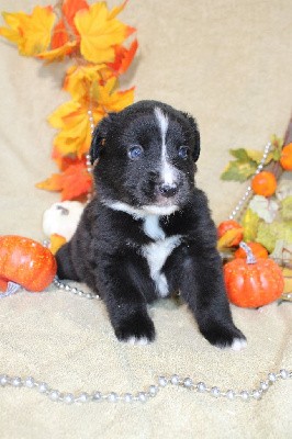 CHIOT femelle blanc et noir collier rose