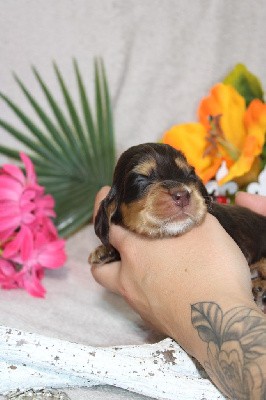 CHIOT femelle chocolat et feu collier bleu ciel