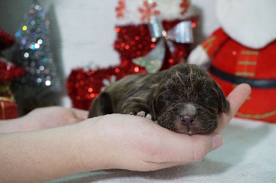 CHIOT femelle chocolat collier violet