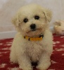 CHIOT bichon femelle collier jaune