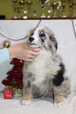 CHIOT male bleu merle collier vert(Vulcain)