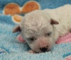 CHIOT male bichon collier bleu