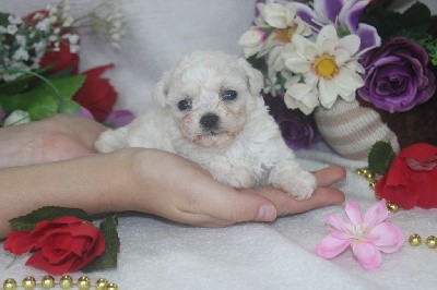 CHIOT male collier bleu ( Mini)