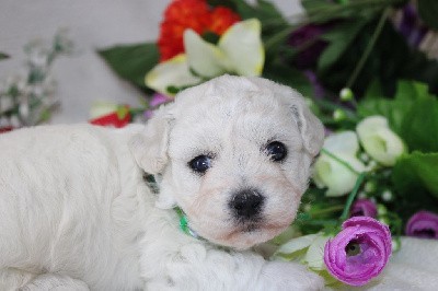 CHIOT male collier vert