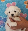 CHIOT male bichon collier beige