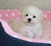 CHIOT femelle bichon maltais (miniature)