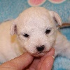 CHIOT male bichon collier beige