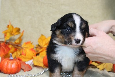 CHIOT femelle noire tricolore