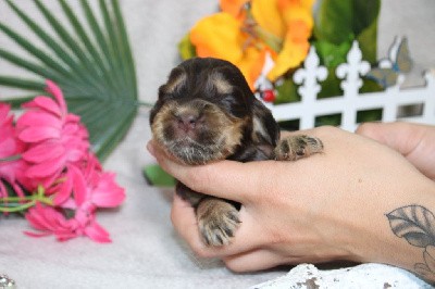 CHIOT femelle chocolat et feu collier rose