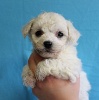 CHIOT mâle bichon frisé