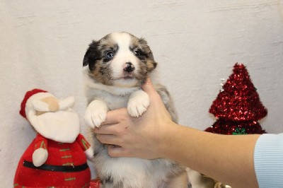 CHIOT femelle bleu merle