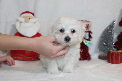 CHIOT male collier vert clair